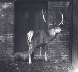 Ciervo de Wallich, también conocido como el Shou, ciervo rojo tibetano o de Asia Central, en el zoológico de Londres, diciembre 1917 de Frederick William Bond
